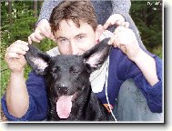 Labrador Retriever