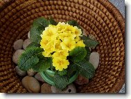 Primula