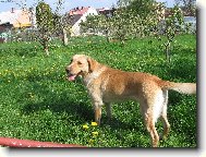 Labrador Retriever