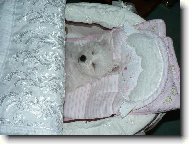 Maltese