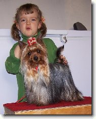 Jorkšírský terier, Yorkshire Terrier,