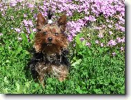 Jorkšírský terier, Yorkshire Terrier,