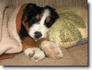 Berner Sennenhund