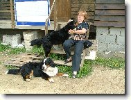 Berner Sennenhund