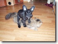 Zwergschnauzer, Miniature Schnauzer