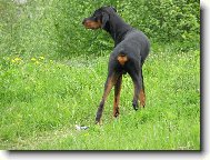 Dobermann, Doberman
