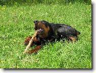 Dobermann, Doberman