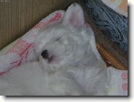 Maltese