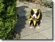 Berner Sennenhund