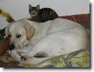Labrador Retriever