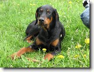 Dobermann, Doberman