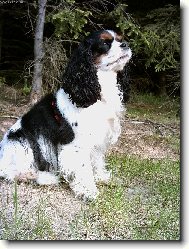 Cavalier King Charles Spaniel