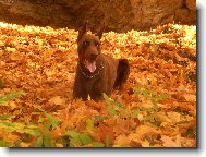 Dobermann, Doberman