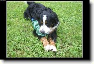 Berner Sennenhund
