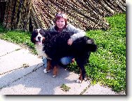 Berner Sennenhund