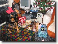 Dobermann, Doberman