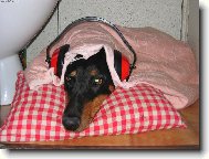 Dobermann, Doberman
