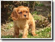 Cavalier King Charles Spaniel