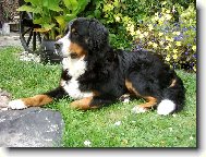Berner Sennenhund