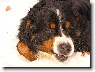 Berner Sennenhund