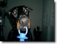 Dobermann, Doberman