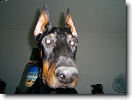 Dobermann, Doberman