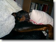 Dobermann, Doberman