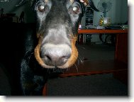 Dobermann, Doberman