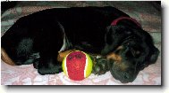 Dobermann, Doberman