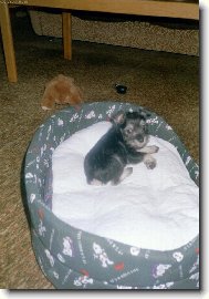 Zwergschnauzer, Miniature Schnauzer