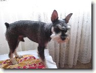 Zwergschnauzer, Miniature Schnauzer