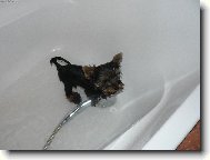 Jorkšírský terier, Yorkshire Terrier,