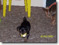 Jorkšírský terier, Yorkshire Terrier,