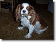Cavalier King Charles Spaniel
