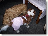 Cavalier King Charles Spaniel