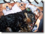 Jorkšírský terier, Yorkshire Terrier,