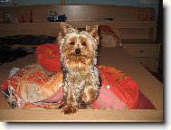 Jorkšírský terier, Yorkshire Terrier,