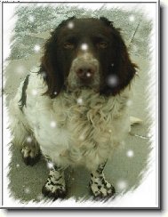 Deutscher Wachtelhund, German Spaniel