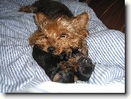 Jorkšírský terier, Yorkshire Terrier,
