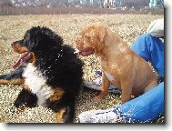 Berner Sennenhund