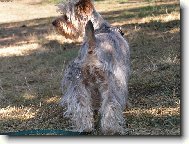 Jorkšírský terier, Yorkshire Terrier,