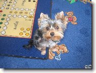 Jorkšírský terier, Yorkshire Terrier,