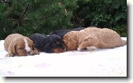 Cavalier King Charles Spaniel