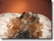 Jorkšírský terier, Yorkshire Terrier,