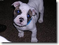 English Bulldog