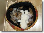 Jorkšírský terier, Yorkshire Terrier,