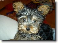 Jorkšírský terier, Yorkshire Terrier,