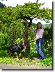 Berner Sennenhund