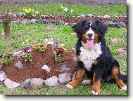 Berner Sennenhund