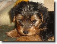 Jorkšírský terier, Yorkshire Terrier,